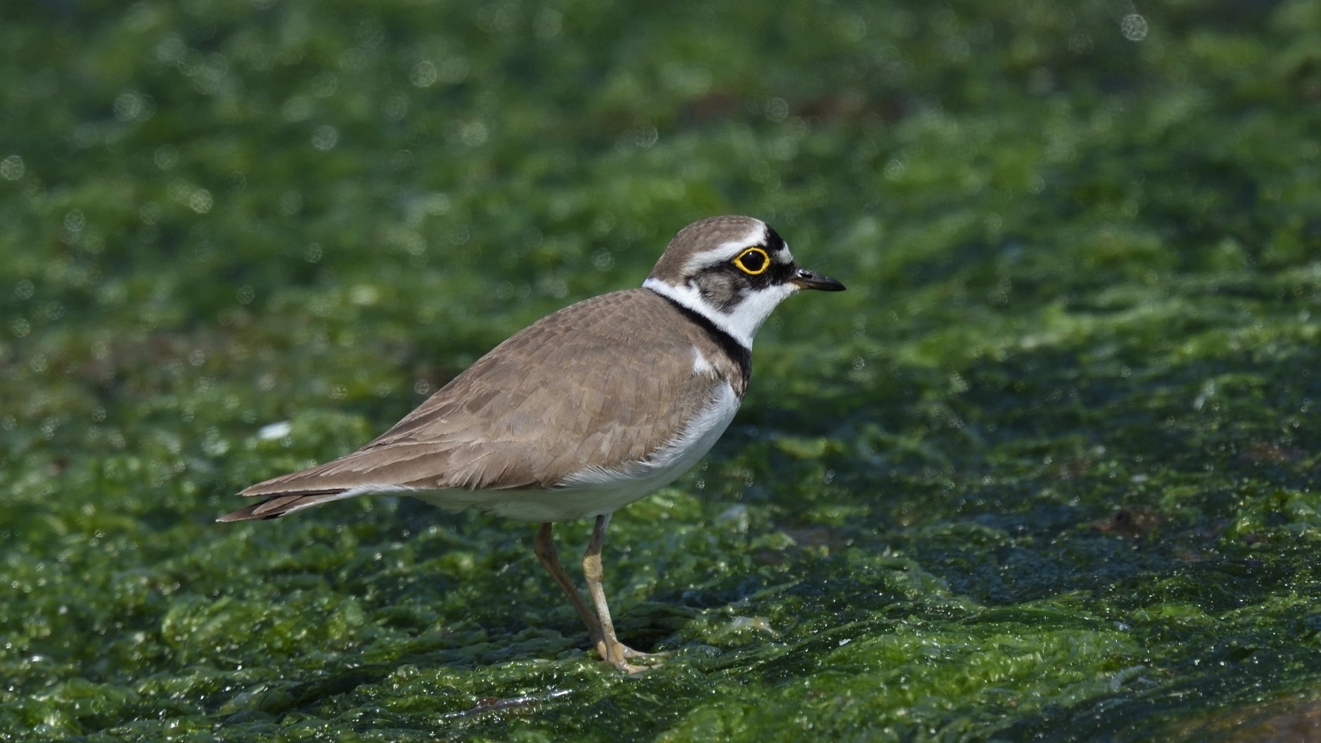 Little Ringed Plover